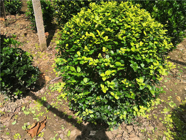 沭陽長(zhǎng)景園林金葉女貞球種植基地實(shí)拍圖片 沭陽長(zhǎng)景園林金葉女貞球種植基地實(shí)拍圖片